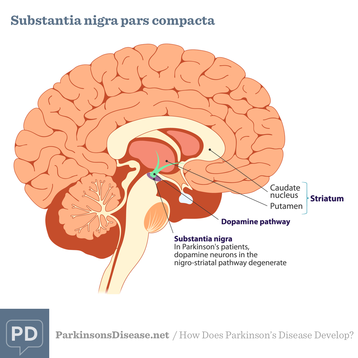 Area of the brain affected by Parkinson's disease, called substantia nigra pars compacta