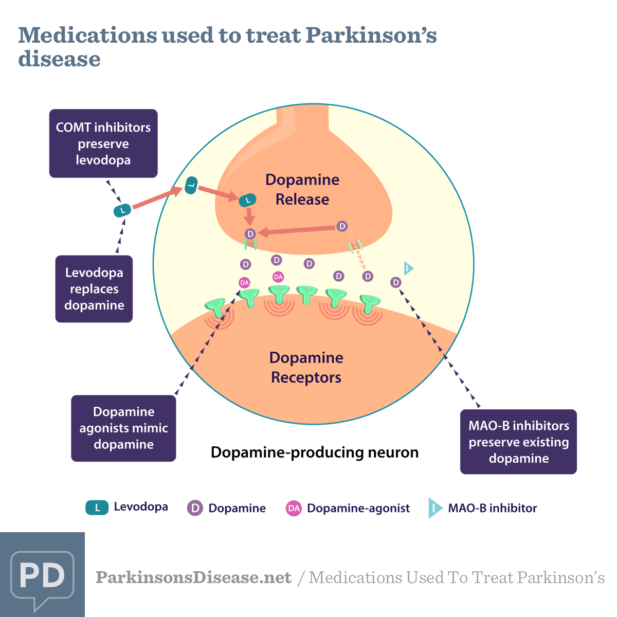 Diagram showing how medications to treat Parkinson's, including levadopa, dopamine agonists, COMT inhibitors, and MAO-B inhibitors, work in the body