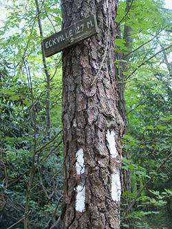 Forest Path