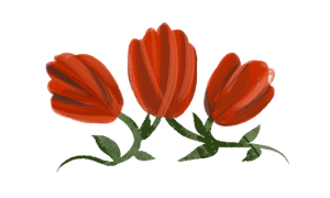 Three red tulips with stems wrapped around each other